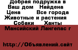 Добрая подружка,в Ваш дом!!!Найдена › Цена ­ 10 - Все города Животные и растения » Собаки   . Ханты-Мансийский,Лангепас г.